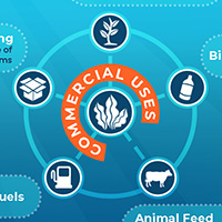 Kelp! Infographic https://www.kelp-film.com/